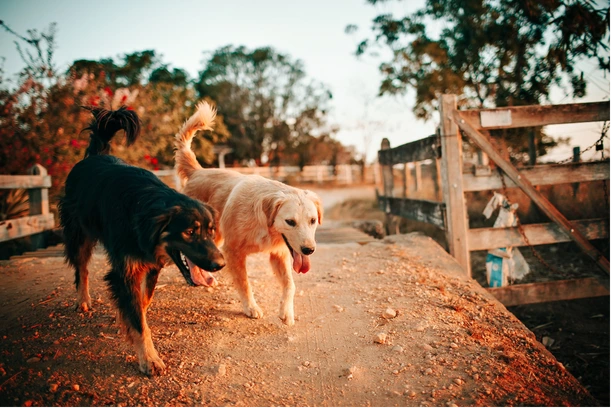 Webdesign aus Berlin für Hundetrainer und Hundepensionen