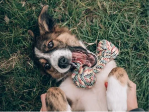 Webseite für Hundeschule erstellen lassen