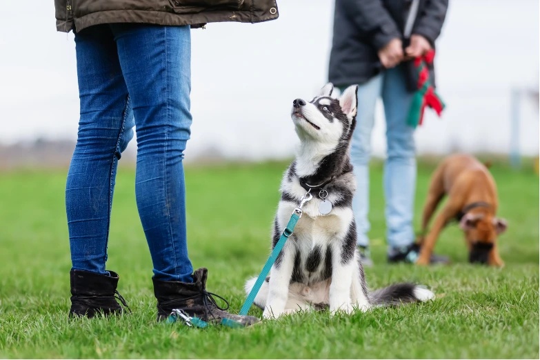 Mensch und Hund arbeiten aufmerksam miteinander